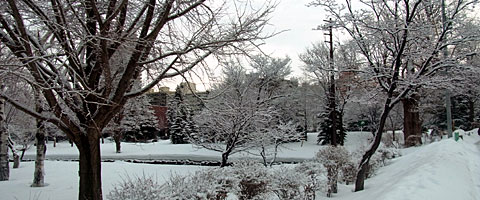 満開の雪の花の様に見える風景