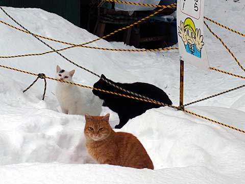 2012年1月1日ボート乗場の猫たち