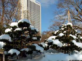 2012年1月9日木々の雪吊り