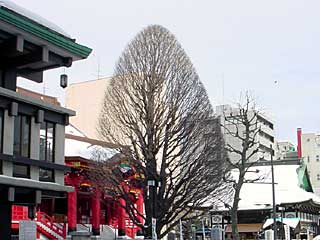 薄野のお寺の銀杏